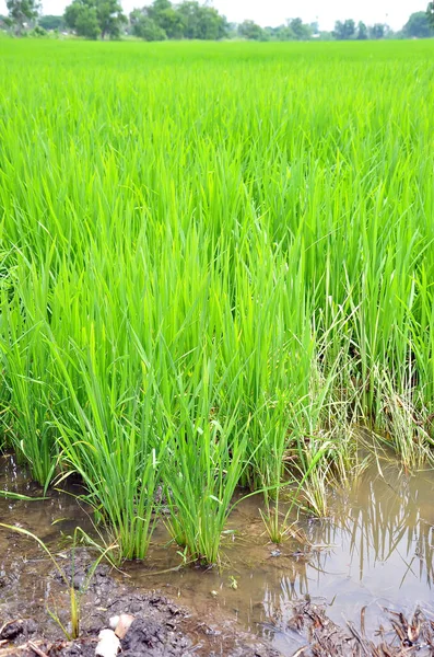 Gröna Ris Fält Jordbruk Plantering — Stockfoto