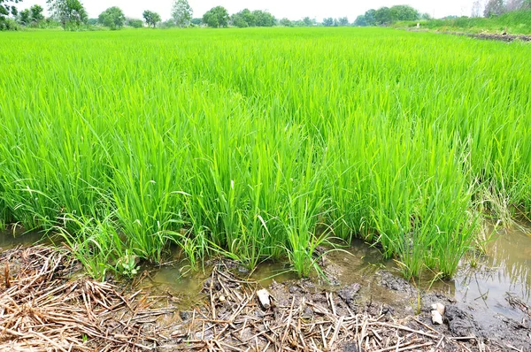 Zielone Pola Ryżowe Sadzenie Rolnictwie — Zdjęcie stockowe