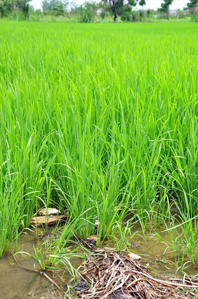 Зеленые Рисовые Поля Посадка Сельскохозяйственных Культур — стоковое фото