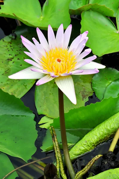 White Lotus Grows Pond — Stock Photo, Image