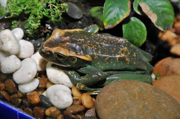 Zeldzame Kikker Dierentuin — Stockfoto