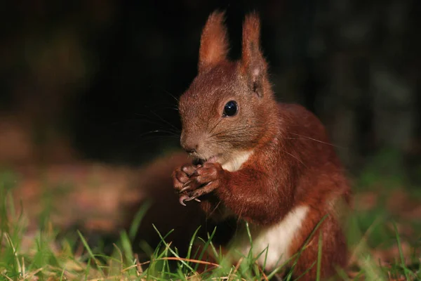 野生動物 自然のリス動物 ふわふわリス — ストック写真