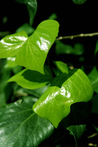 Piękne Botaniczne Ujęcie Naturalna Tapeta — Zdjęcie stockowe