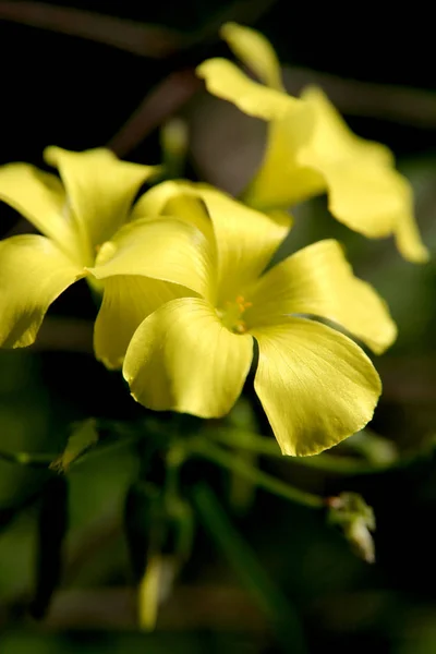 Schöne Blumen Blumiges Konzept Hintergrund — Stockfoto