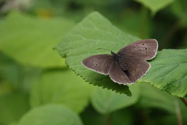 Close Van Een Insect Wilde Natuur — Stockfoto