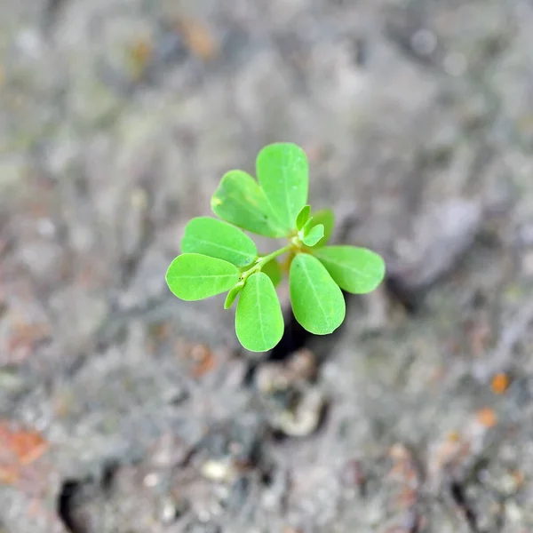 Jeune Arbre Poussant Sur Morceau Roche — Photo