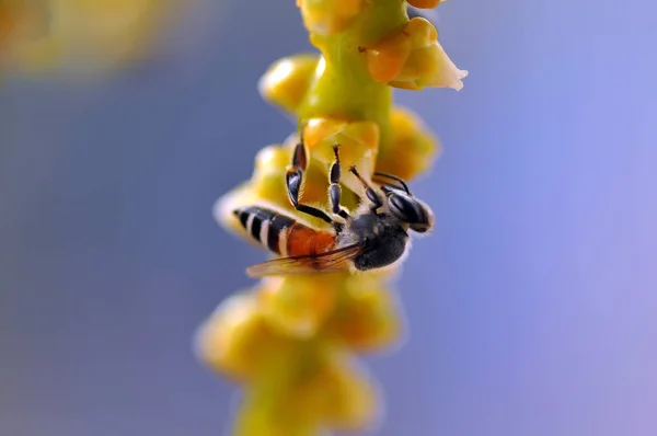 Μέλι Μέλισσα Συλλέγει Νέκταρ Λουλουδιών — Φωτογραφία Αρχείου