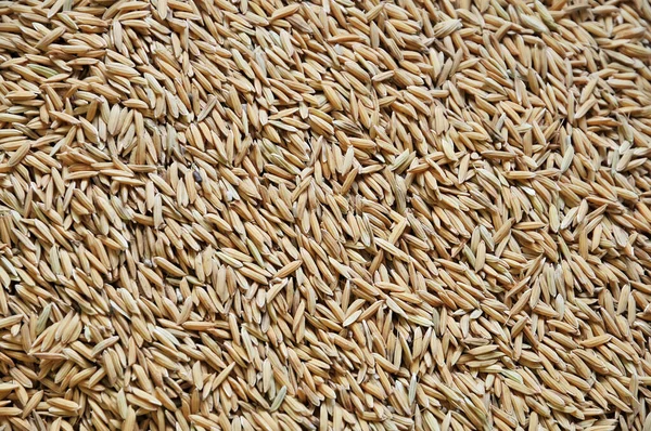 Pile Paddy Rice Harvesting — Stock Photo, Image