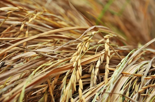 Rice Harvesting Branch Rice — Stock Photo, Image