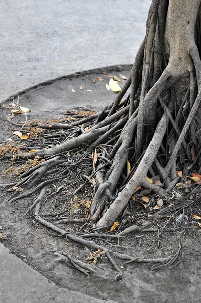 Increíbles Raíces Del Árbol Del Caos —  Fotos de Stock