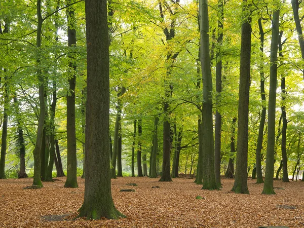 Floresta Outono Folhas Coloridas — Fotografia de Stock