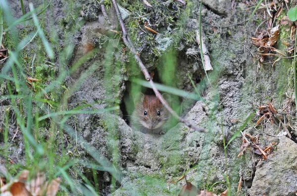 Écureuil Dans Forêt — Photo