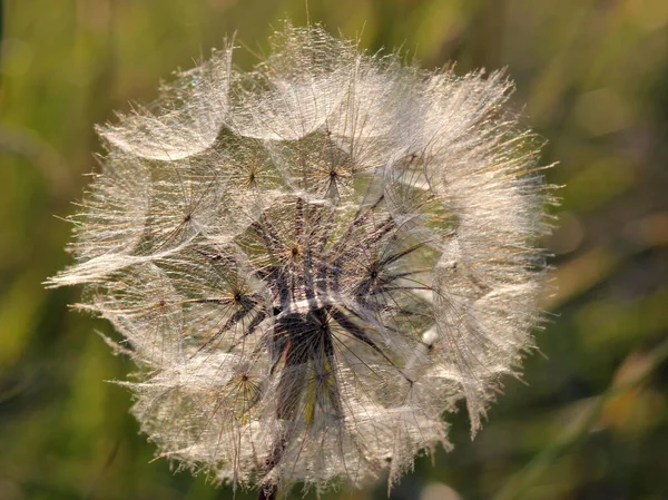 Keçi Sakalı Tragopogon Pratensis — Stok fotoğraf