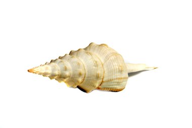 Marine sea shell in a studio setting against a white background clipart