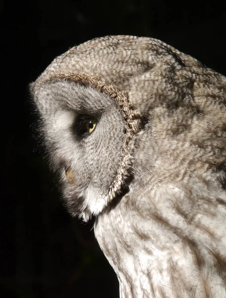 Closeup Cute Owl Wild Nature — Stock Photo, Image