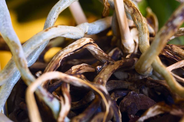 Zavřít Kořeny Orchideje Plastovém Hrnci — Stock fotografie