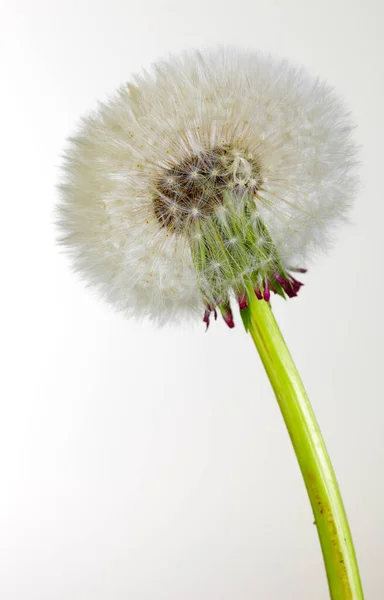Zbliżenie Kwiat Mniszka Lekarskiego Rozkwicie Studio Shot — Zdjęcie stockowe