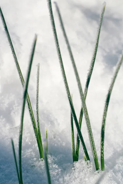 Hojas Hierba Nieve —  Fotos de Stock