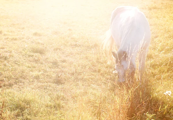 Dreamlike View White Horse Which Grazes Sunlight — стоковое фото