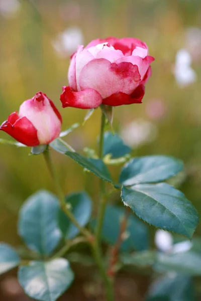 Fond Coloré Pour Carte Saint Valentin — Photo