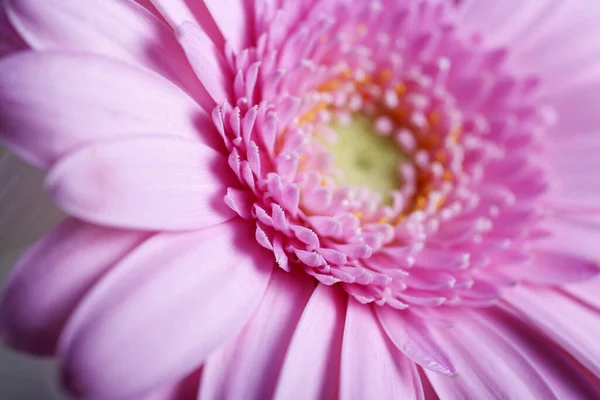 Schöne Offene Puppenblume Die Das Blütenblatt Detail Zeigt — Stockfoto