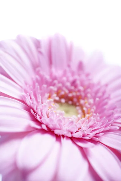 Schöne Offene Lila Blume Die Das Blütenblatt Detail Auf Einem — Stockfoto