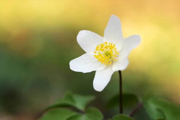 Białe Płatki Kwiatu Kwitnąca Flora — Zdjęcie stockowe