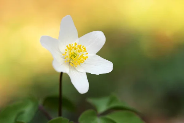 Białe Płatki Kwiatu Kwitnąca Flora — Zdjęcie stockowe