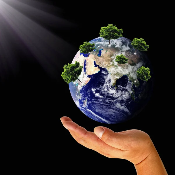 Male Hand Holding Earth Tree — Stock Photo, Image