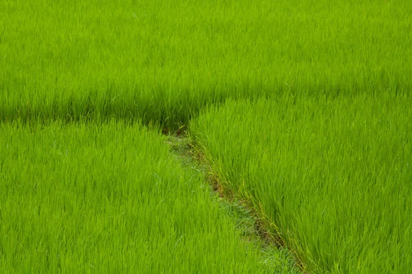 Pól Ryżowych Pól Uprawnych Azji Roślinami Ryżu Ścieżką — Zdjęcie stockowe