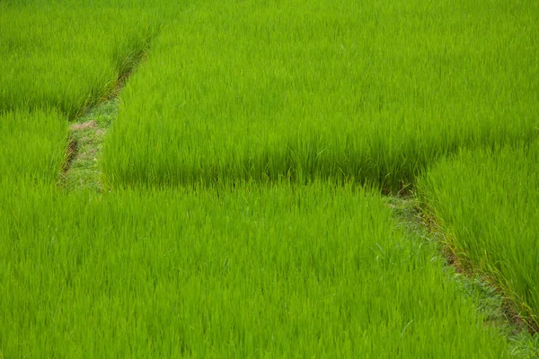 アジアの田んぼと道のある農地 — ストック写真