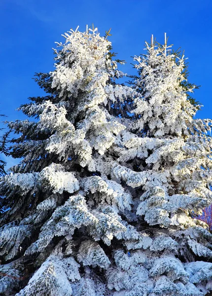 Árbol Navidad Cubierto Nieve Sobre Cielo Azul — Foto de Stock