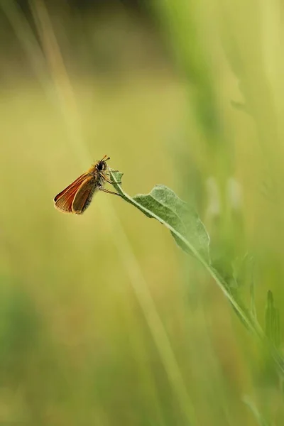 Closeup Bug Wild Nature — Stock Photo, Image