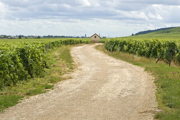 Viñedo Bourgogne Francia — Foto de Stock
