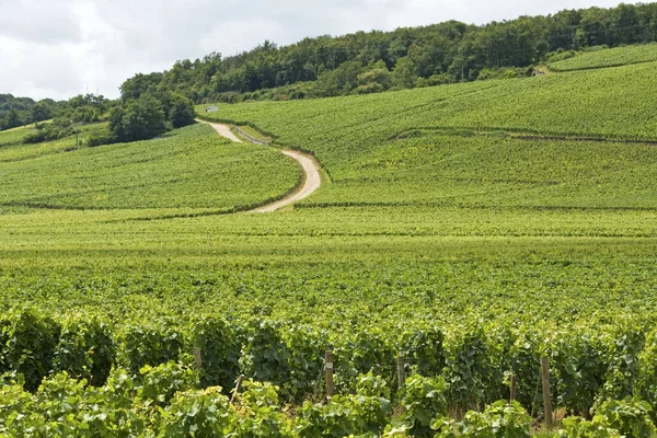 Viñedo Bourgogne Francia —  Fotos de Stock