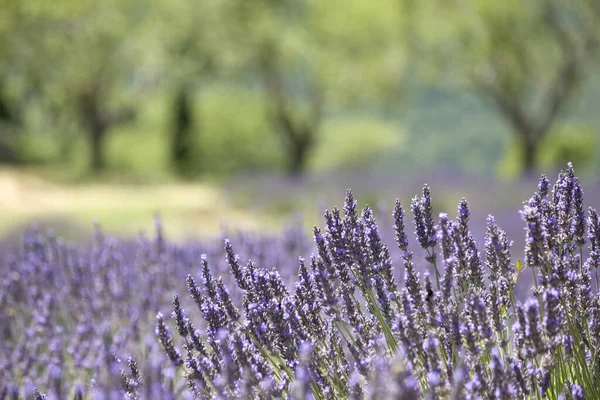 Provence Levandulové Pole Typické Krajině — Stock fotografie
