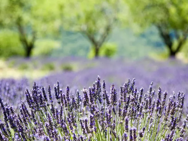 Provence Levandulové Pole Typické Krajině — Stock fotografie