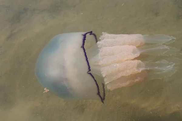 Aquatic Jellyfish Sea Underwater Sea Life Creature — Stock Photo, Image