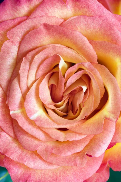 Close Orange Rose Flower — Stock Photo, Image