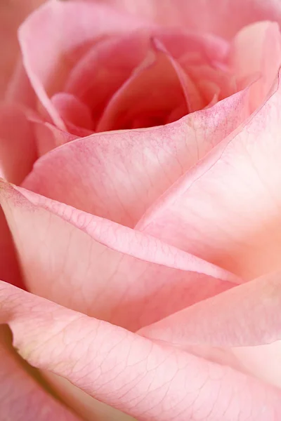 Detail Růžového Květu — Stock fotografie