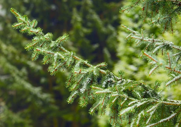 Abete Rosso Peccato Inverno Mite Saarland Germania — Foto Stock