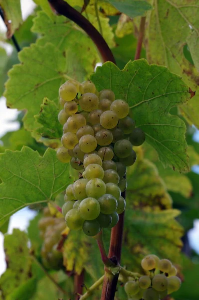 Uvas Videira Cachos Uvas — Fotografia de Stock