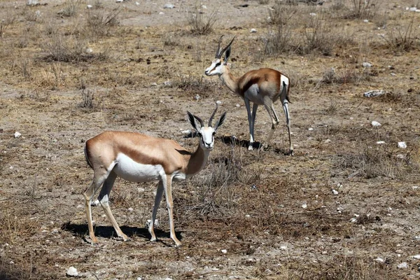 Springbock Etoscha — Stockfoto