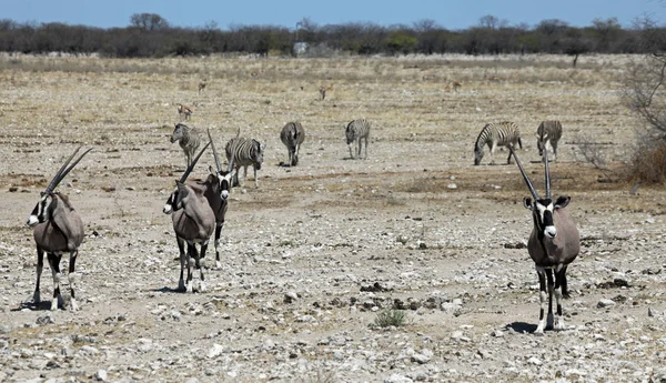 Zèbres Noirs Blancs Animaux Flore Faune — Photo