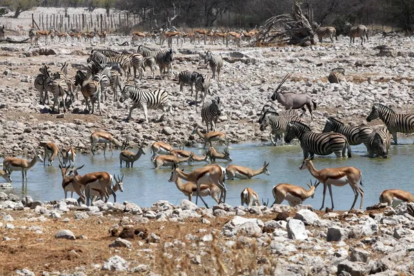 Zèbres Noirs Blancs Animaux Flore Faune — Photo