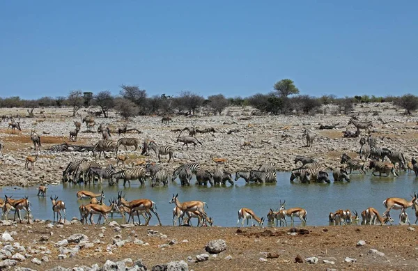 Buraco Água Okaukuejo — Fotografia de Stock