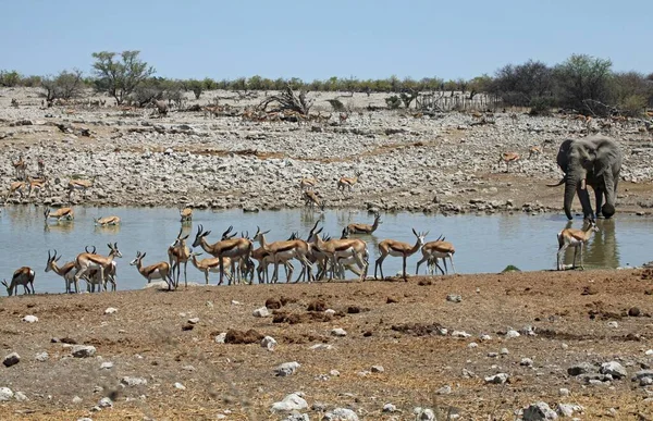 Dieren Bij Waterput Okaukuejo — Stockfoto