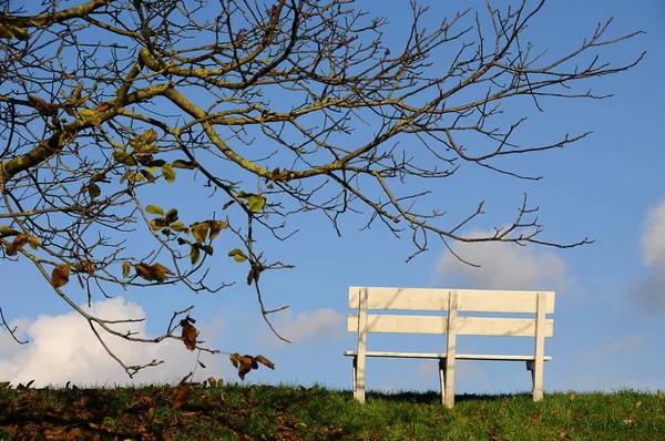 Prachtige Omgeving Van Het Bos — Stockfoto