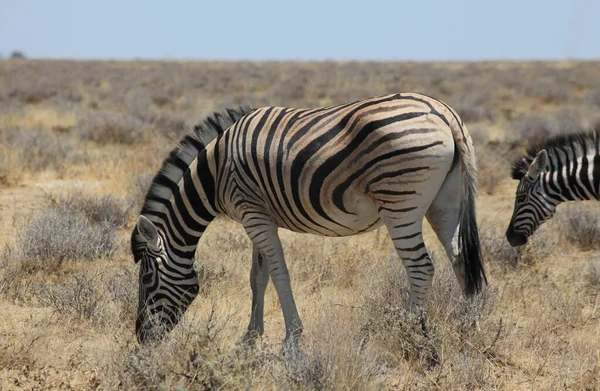 Schwarze Und Weiße Zebras Tiere Flora Und Fauna — Stockfoto