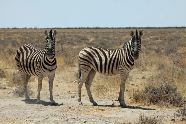 Preto Branco Zebras Animais Flora Fauna — Fotografia de Stock